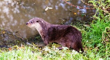 Otter