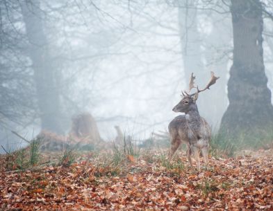 Deer in the morning mist.